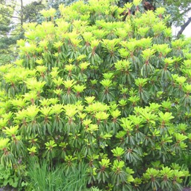 Daphniphyllum himalense macropodum